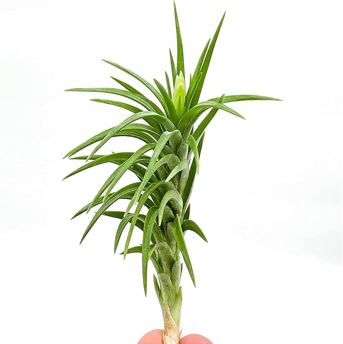 Live Air Plants – Tillandsia Araujei, Large 5” – 5ct – Live Arrival Guaranteed – House Plants for Home Décor & Gift