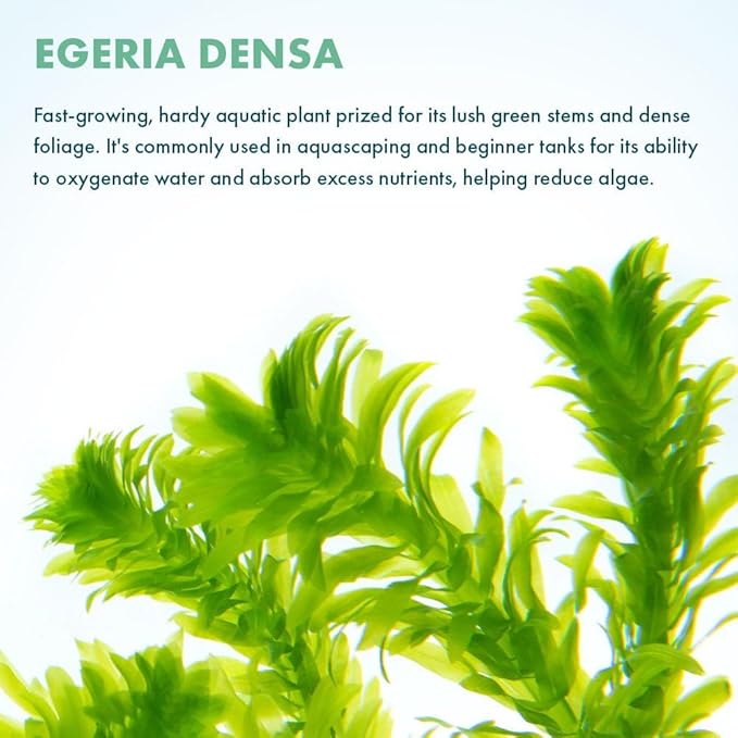 Live Plant - Anacharis (Egeria densa) - Easy Care, Low to Medium Light, Bright Green Accent, Freshwater Aquatic Plant for Aquascaping - Lead Bunch