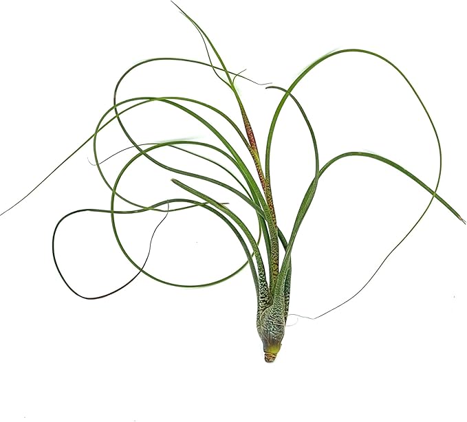 Live Air Plants - Tillandsia Butzii, Jumbo 7-9" - 2ct - Live Arrival Guaranteed - House Plants for Home Decor & Gift