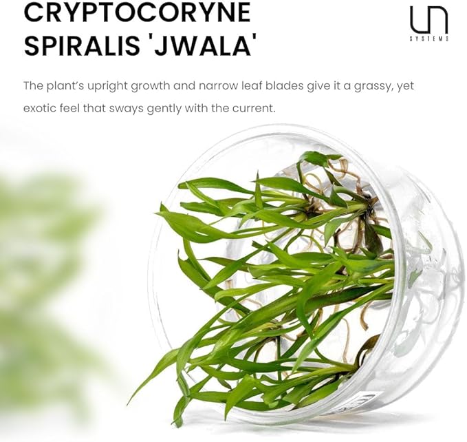 UNS Snail Free TC Jwala Crypt (Cryptocoryne spiralis 'Jwala') - Medium Light, Green-Red Aquatic Plant, Midground to Background Placement - Rosette Growth - Tissue Culture - 1 Pack
