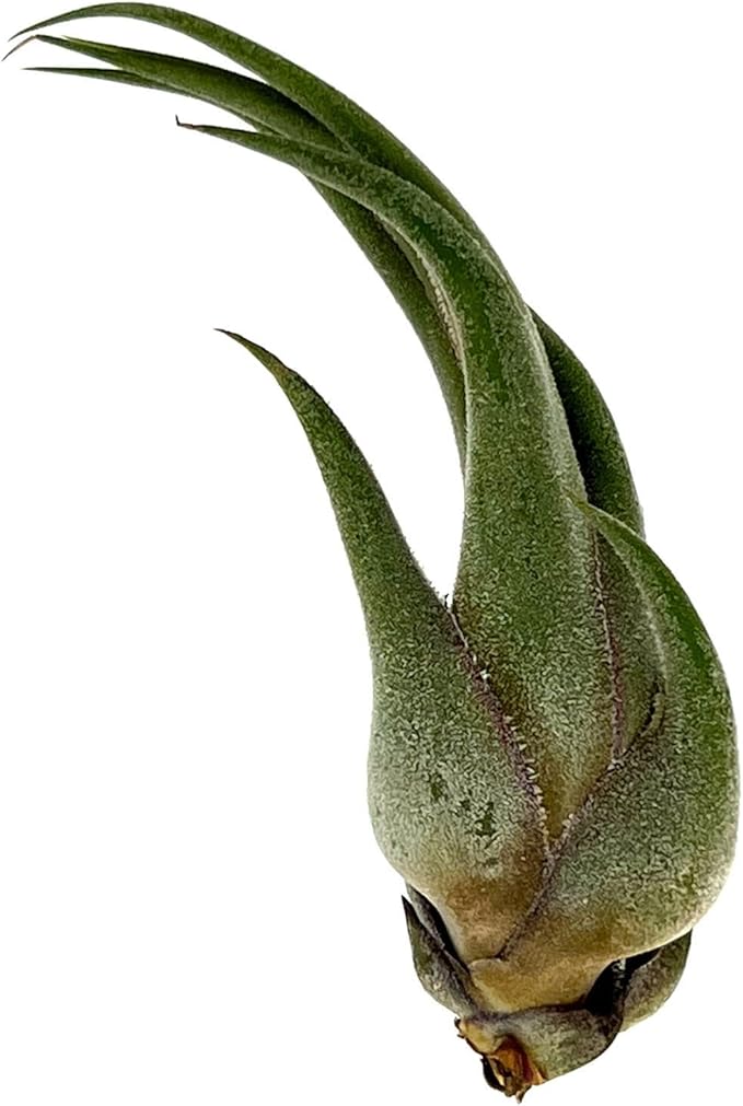 Air Plants - Tillandsia Seleriana, Large 4-6" - 2ct - Live Arrival Guaranteed - House Plants for Home Decor & Gift