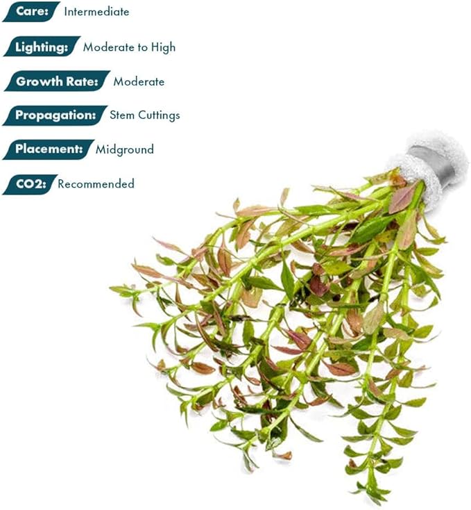 Live Plants – Mini Rice Paddy Herb (Limnophila aromatica) – Medium to High Light, Green to Reddish-Purple, Midground Accent – Lead Bunch, 1 Pack