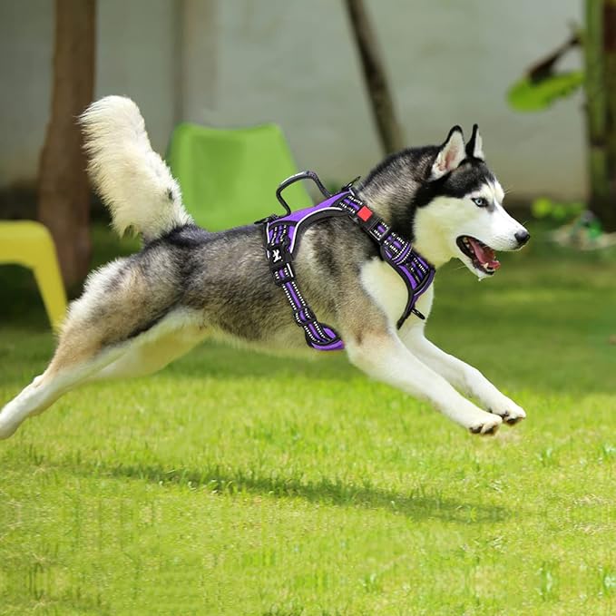 PoyPet No Pull Dog Harness, No Choke Front Clip Reflective Dog Vest with Soft Padded Vertical Handle, 3 Leash Attachments for Small Medium Large Dogs (Purple,L)