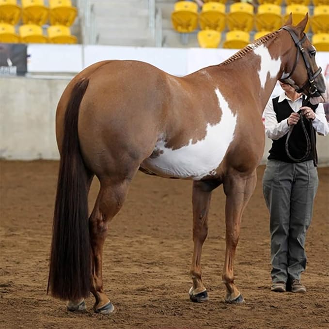 Horse Tail Extensions with Braided Horsehair Loop, Blunt Cut Bottom, 34-36 inches Long and 1 lb Weight (Dark Sorrel)