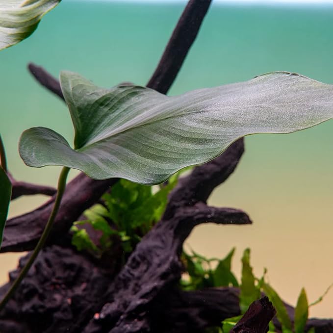 Anubias Live Aquarium Plants - Potted Freshwater Plant for Fish Tanks, Terrariums - Beginner Friendly Low Light (Hastifolia, 1 Pot)