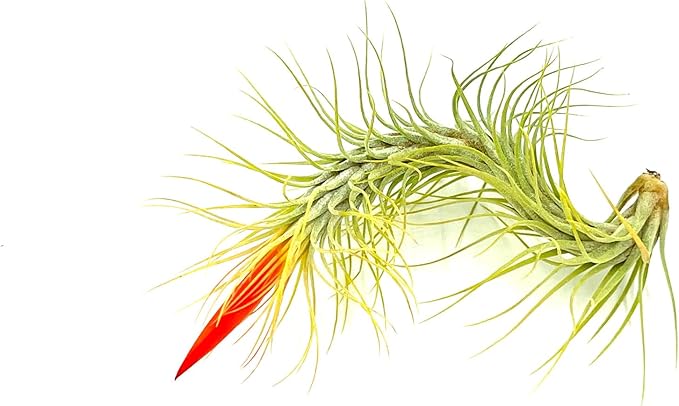 Air Plants - Tillandsia Funckiana Hybrid, Large 5-7" - 2ct - Live Arrival Guaranteed - House Plants for Home Decor & Gift