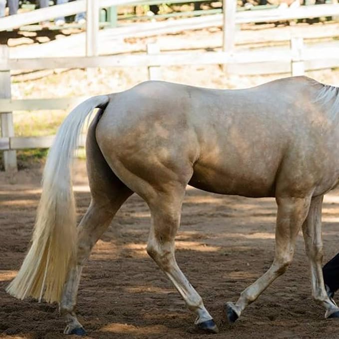 Horse Tail Extensions with Braided Horsehair Loop, Blunt Cut Bottom, 28-30 inches Long and 3/8 lb Weight