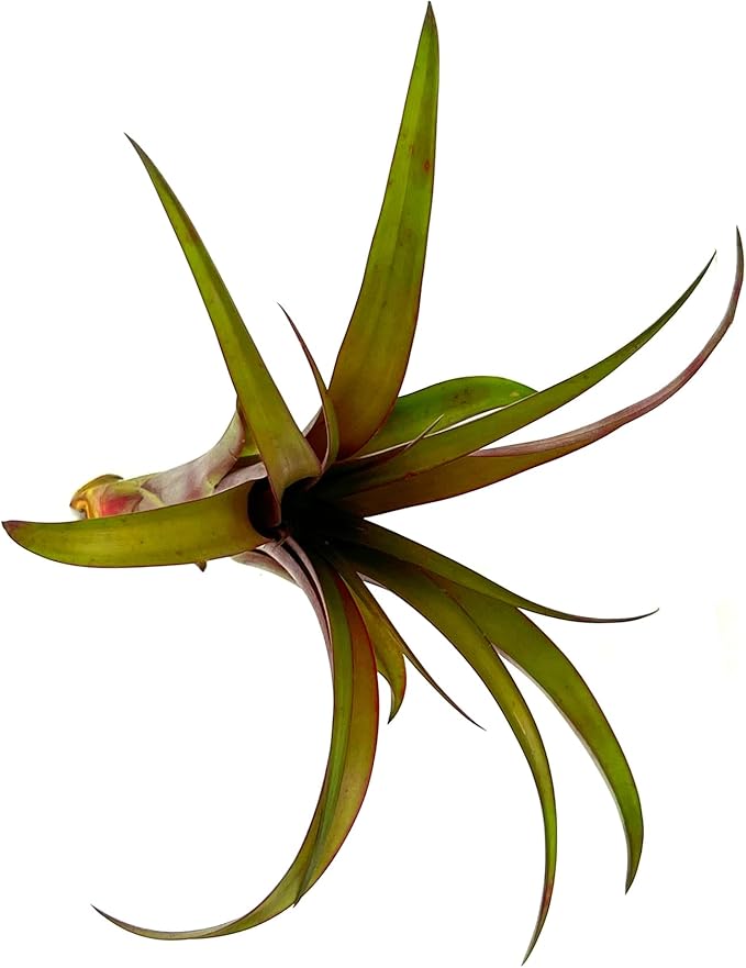 Air Plants - Tillandsia Red Capitata, Large 5-7” - 5 ct - Live Arrival Guaranteed - House Plants for Home Decor & Gift