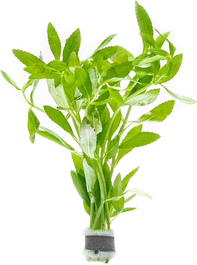 Live Aquarium Stem Plants - Freshwater Aquatic Plant for Fish Tanks, Aquascaping - (Limnophila Belem, 1 Bunch)