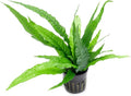 Java Fern Live Aquarium Plants - Potted Freshwater Plant for Fish Tanks - Beginner Friendly, Low Light (Java Fern, 5 Pots)