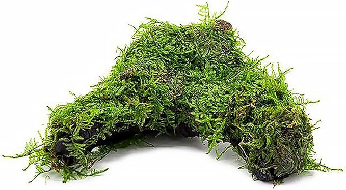 Live Aquarium Plants on Driftwood, Lava Rock, Moss Mat - Freshwater Fish Tank Plants (Christmas Moss, Driftwood (Medium))