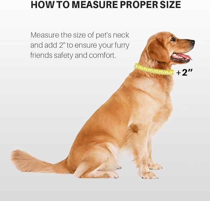 Hyhug Pets Classic Regular Heavy Duty Nylon Dog Collar with Easy Attach and Removal Buckle. (Medium, Lime Green)