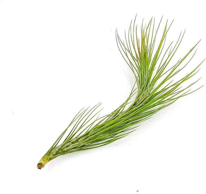 Air Plants - Tillandsia Funckiana Hybrid, Large 5-7" - 5ct - Live Arrival Guaranteed - House Plants for Home Decor & Gift