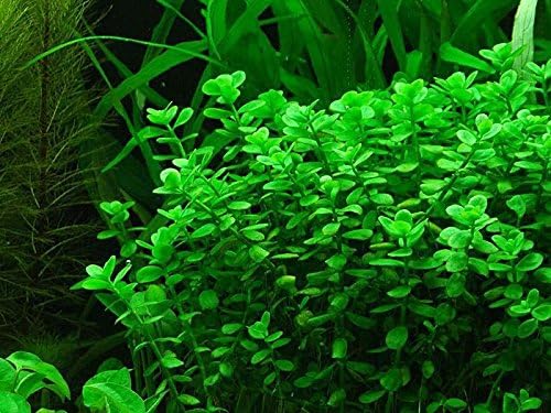 Potted Live Aquarium Plants | Freshwater Aquatic Plants for Aquariums (Moneywort)