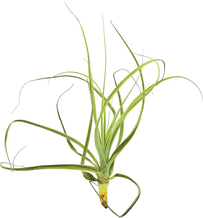 Air Plants - Tillandsia Straminea Jumbo 6-9" - 1ct - Live Arrival Guaranteed - House Plants for Home Decor & Gift