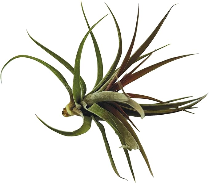 Air Plants - Tillandsia Brachycaulos Abdita, Large 4-6" - 1 ct - Live Arrival Guaranteed - House Plants for Home Decor & Gift