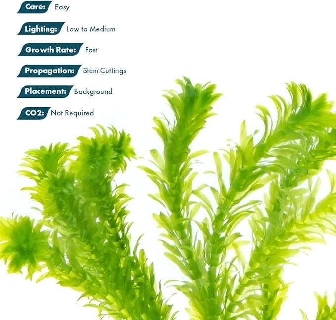 Live Plants – Anacharis (Egeria densa) – Low to Medium Light, Bright Green, Background Accent – Lead Bunch, 4 Pack