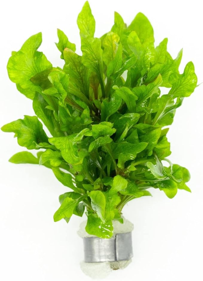 Live Aquarium Stem Plants - Freshwater Aquatic Plant for Fish Tanks, Aquascaping - (Alternanthera Reineckii Variegatus, 4 Bunches)