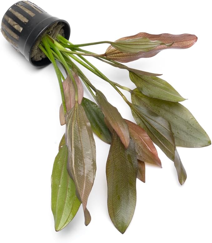 Echinodorus Rose Sword Live Plant for Freshwater Aquariums, Natural Fish Tank Decorations, and Aquatic Decor (1 Pot (2-3 Plants))