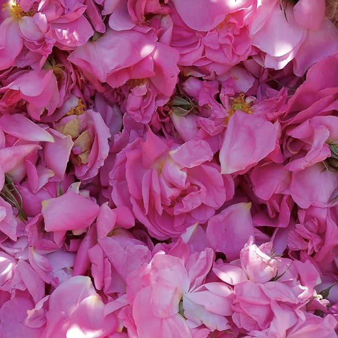 Aromatics International Rose Otto Damascena Hydrosol 100ml | Luxurious Floral Aromatic Mist