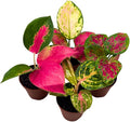 BubbleBlooms Aglaonema Assortment 2 inch Set of 4