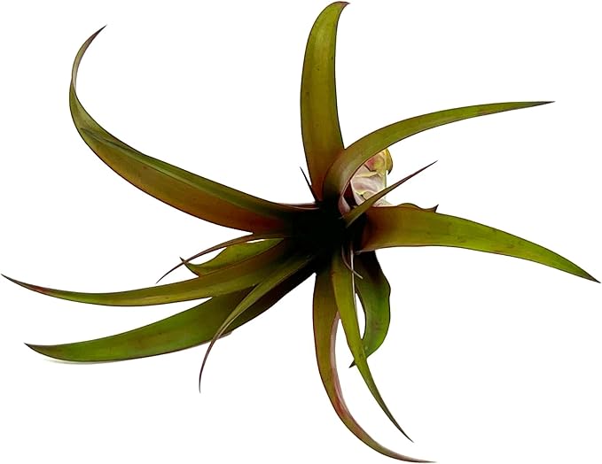 Air Plants - Tillandsia Red Capitata, Large 5-7” - 5 ct - Live Arrival Guaranteed - House Plants for Home Decor & Gift