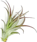 Air Plants - Tillandsia Brachycaulos Multiflora, Jumbo 5-7" - 1 ct - Live Arrival Guaranteed - House Plants for Home Decor & Gift