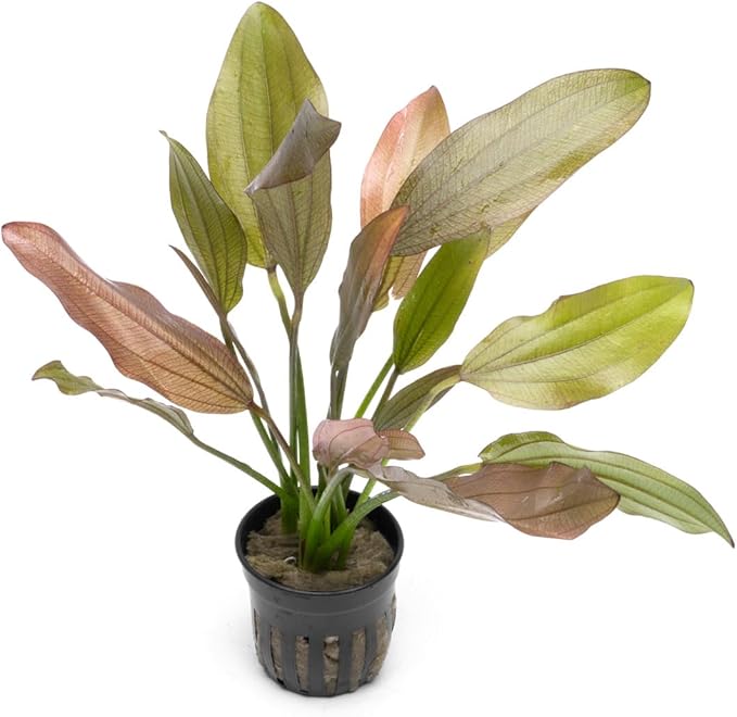 Echinodorus Rose Sword Live Plant for Freshwater Aquariums, Natural Fish Tank Decorations, and Aquatic Decor (1 Pot (2-3 Plants))