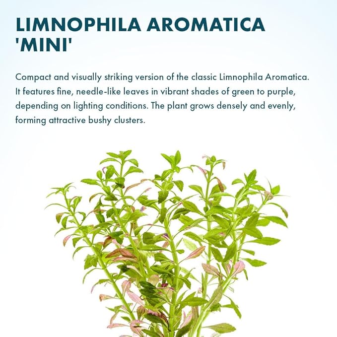 Live Plants – Mini Rice Paddy Herb (Limnophila aromatica) – Medium to High Light, Green to Reddish-Purple, Midground Accent – Lead Bunch, 1 Pack