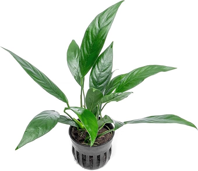 Anubias Live Aquarium Plants - Potted Freshwater Plant for Fish Tanks, Terrariums - Beginner Friendly Low Light (Glabra, 1 Pot)