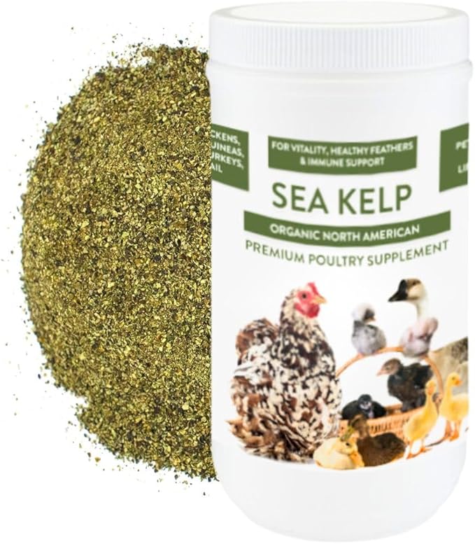 Organic Kelp for Chickens & Duck Feed (1 Pound): Chicken Vitamins | Chicken Supplements | Vitamins for Chickens | Pampered Chicken Mama