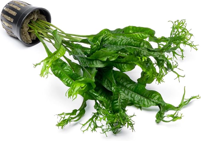 Java Fern Live Aquarium Plants - Potted Freshwater Plant for Fish Tanks - Beginner Friendly, Low Light (Windelov, 3 Pots)