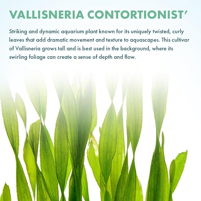 Live Plant - Tall Grass, Corkscrew Vallisneria (Vallisneria Americana 'Contortionist') - Moderate to High Light, Bright Green, Background - Lead Bunch, 4 Pack