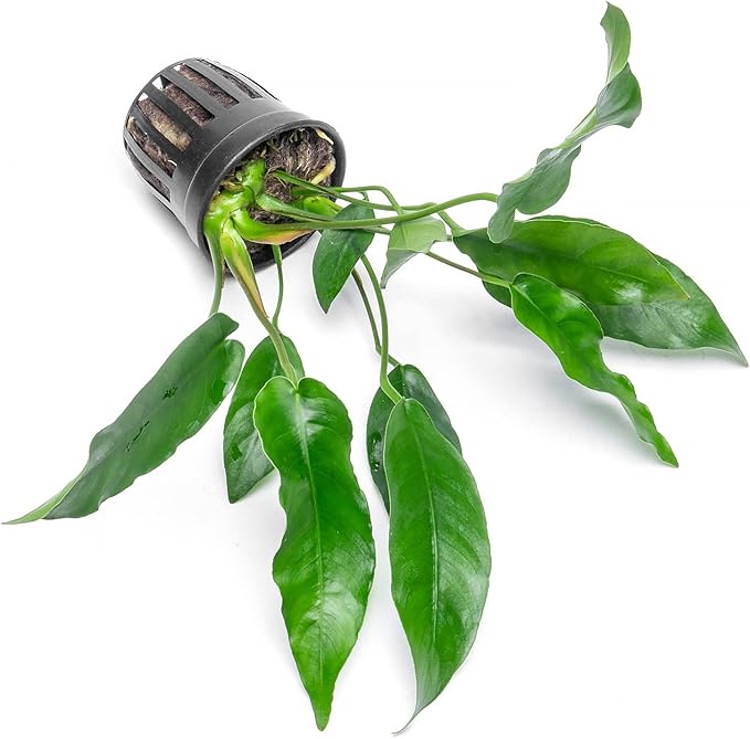 Anubias Live Aquarium Plants - Potted Freshwater Plant for Fish Tanks, Terrariums - Beginner Friendly Low Light (Short and Sharp, 1 Pot)