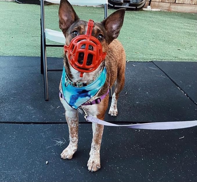 Mayerzon Dog Muzzle, Breathable Basket Muzzles for Small, Medium, Large and X-Large Aggressive Dogs Beagle German Shepherd Doberman, Cage Mouth Guard Stop Biting Chewing for Grooming Training
