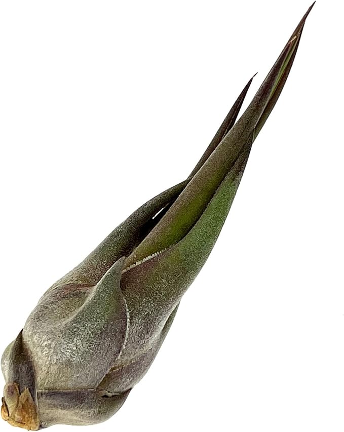 Air Plants - Tillandsia Seleriana, Large 4-6" - 3ct - Live Arrival Guaranteed - House Plants for Home Decor & Gift