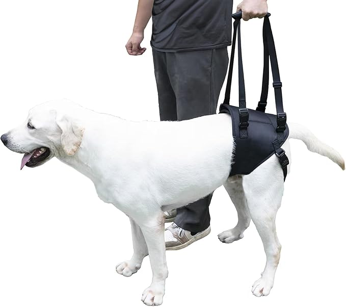 Dog Lift Harness for Dogs with Disabled Arthritis and Weak Back Legs, humanized Design with Comfortable Materials, Adjustable Back Legs and Straps, Suitable for Helping Dogs to Recover and Walk. (L)