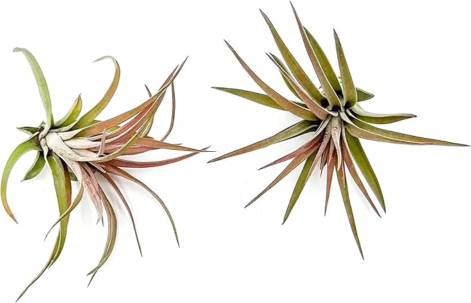 Air Plants - Tillandsia Brachycaulos Abdita, Large 4-6" - 2 ct - Live Arrival Guaranteed - House Plants for Home Decor & Gift