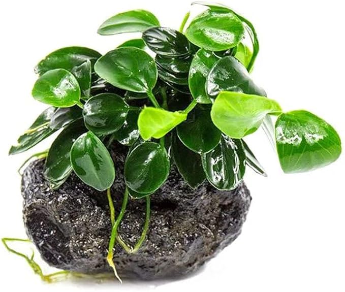 Live Plants – Anubias Nana Petite (Anubias barteri VAR. Nana 'Petite') – Low to Moderate Light, Deep Green Tiny Rounded Leaves, Foreground Placement - Planted Decor, 3 Pack