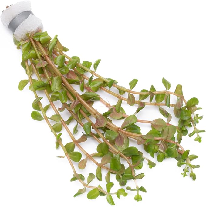 Live Aquarium Stem Plants - Freshwater Aquatic Plant for Fish Tanks, Aquascaping - (Rotala H'Ra, 1 Bunch)