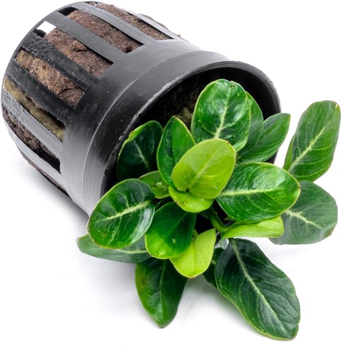 Anubias Live Aquarium Plants - Potted Freshwater Plant for Fish Tanks, Terrariums - Beginner Friendly Low Light (Giant Stardust, 1 Pot)