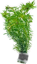 Live Aquarium Stem Plants - Freshwater Aquatic Plant for Fish Tanks, Aquascaping - (Rotala Bossii, 1 Bunch)