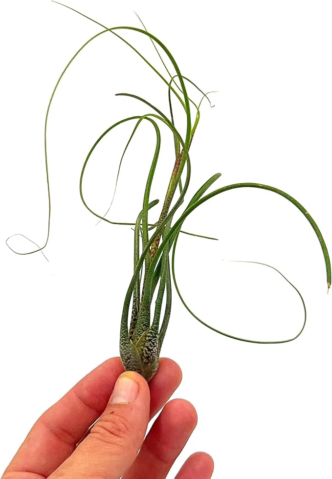 Live Air Plants - Tillandsia Butzii, Jumbo 7-9" - 2ct - Live Arrival Guaranteed - House Plants for Home Decor & Gift