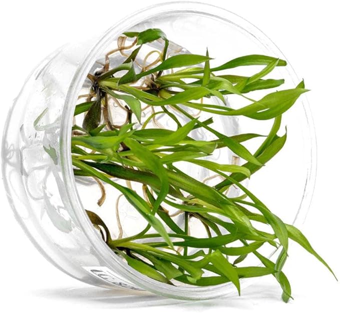 UNS Snail Free TC Jwala Crypt (Cryptocoryne spiralis 'Jwala') - Medium Light, Green-Red Aquatic Plant, Midground to Background Placement - Rosette Growth - Tissue Culture - 1 Pack