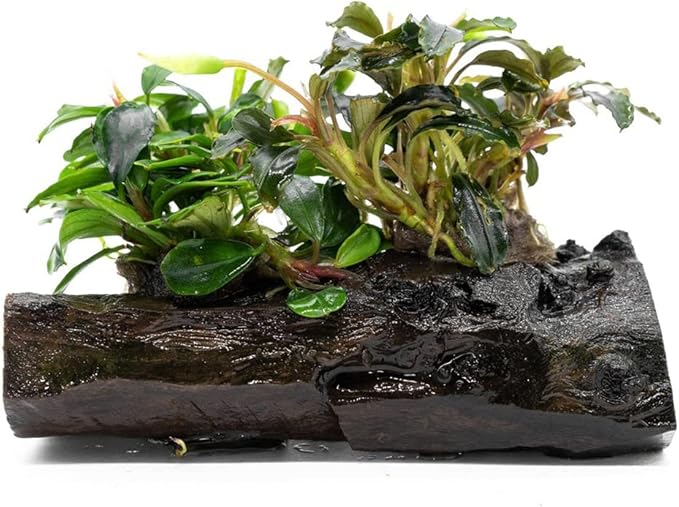 Live Aquarium Plants on Driftwood, Lava Rock, Moss Mat - Freshwater Fish Tank Plants (Bucephalandra Mix, Driftwood (Medium))
