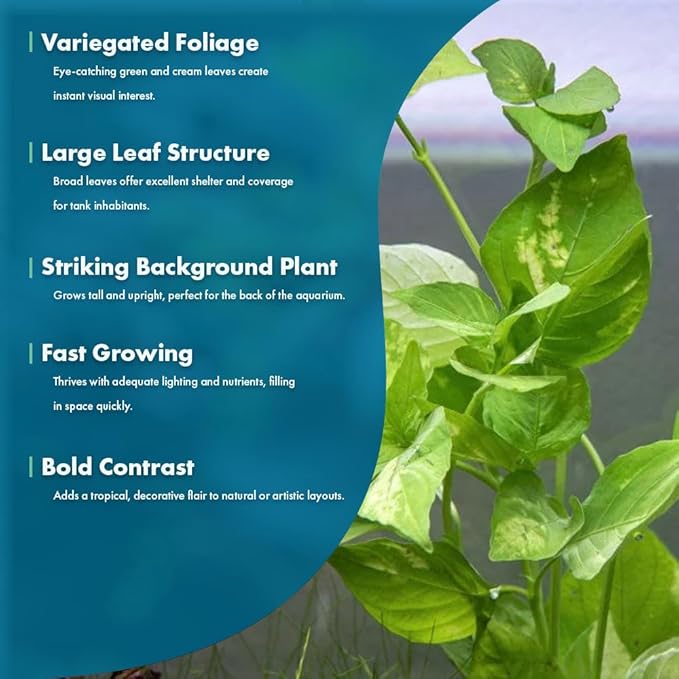 Live Plants – Variegated Hygrophila (Nomaphila variegatus) – Medium Light, Green and White Accent Freshwater Aquatic Stem Plant, Midground to Background Placement – Pot, 1 Pack