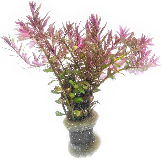 Live Aquarium Red Stem Plants - Freshwater Aquatic Plant for Fish Tanks, Aquascaping - (Rotala Blood, 1 Bunch)