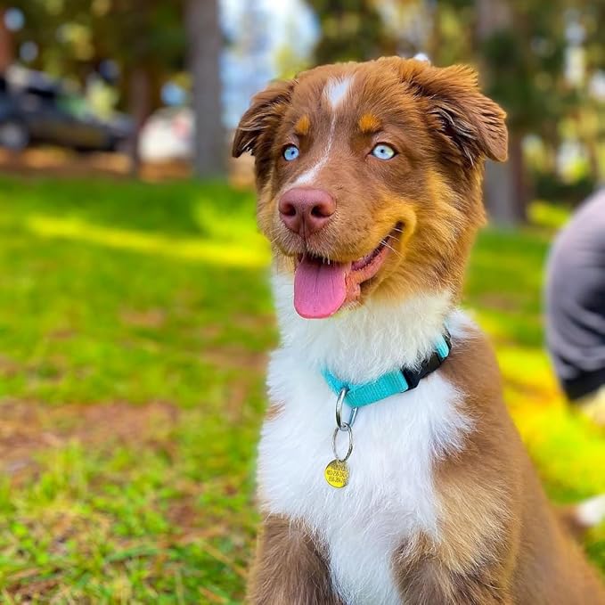 Blueberry Pet Essentials Large Dog Collar in Turquoise | Adjustable & Eco-Friendly Durable Nylon Strap | Classic Collar for Large Dogs, Boy & Girl Pets