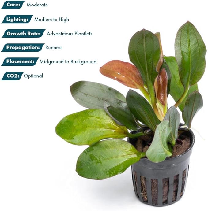 Live Plants - Echinodorus ‘Red Phoenix’ (Echinodorus sp.) - Medium to High Light, Red Green, Midground to Background Placement, Freshwater Aquascaping Aquatic Plant - Pot