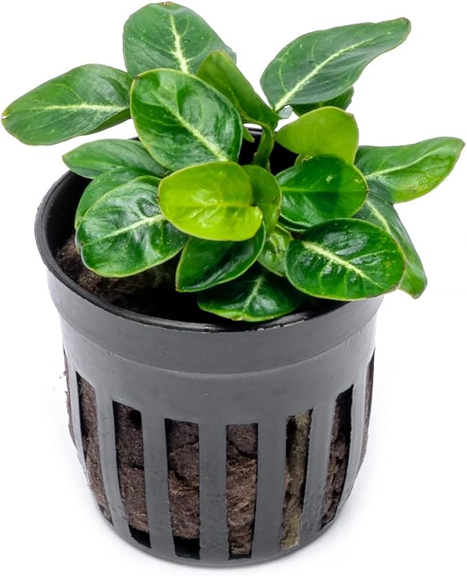 Anubias Live Aquarium Plants - Potted Freshwater Plant for Fish Tanks, Terrariums - Beginner Friendly Low Light (Giant Stardust, 1 Pot)